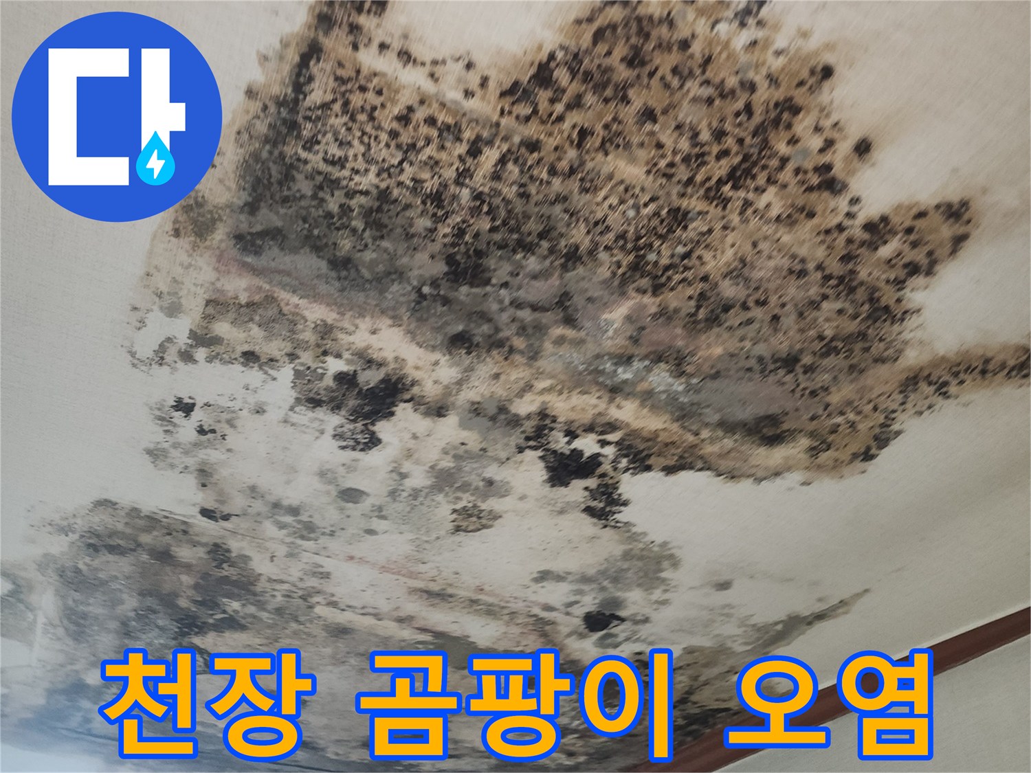 성북구 거실 천장에 발생한 심한 곰팡이와 벽지 변색 상태