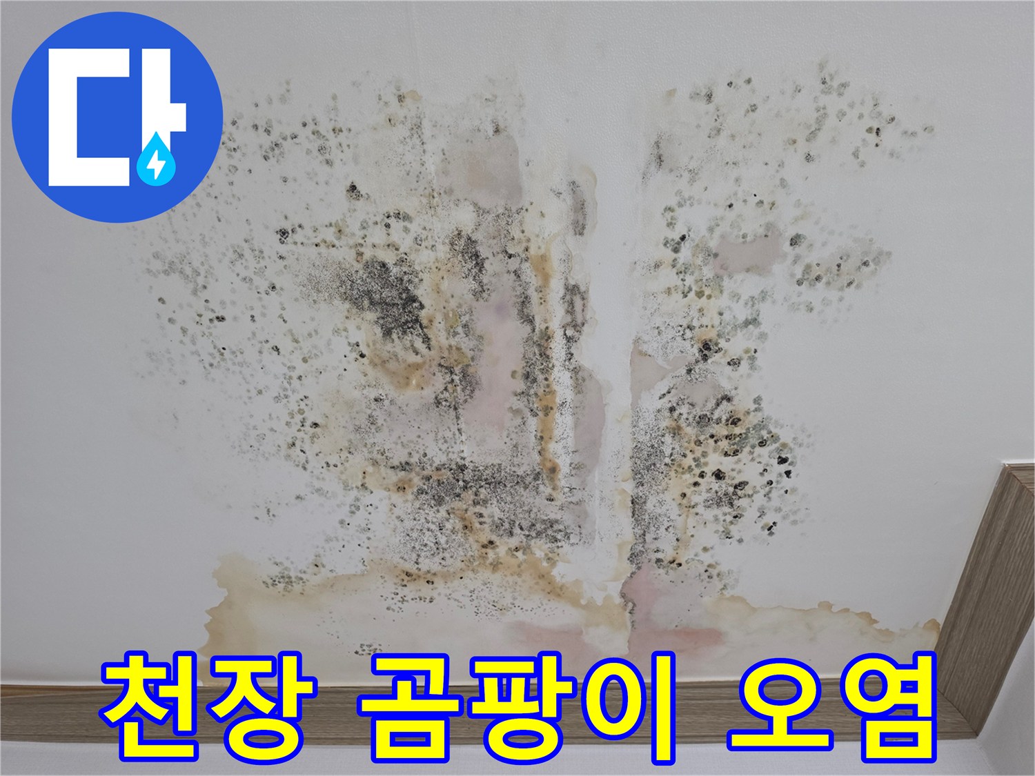금산 아파트 천장에 발생한 광범랑한 곰팡이와 물자국 현황