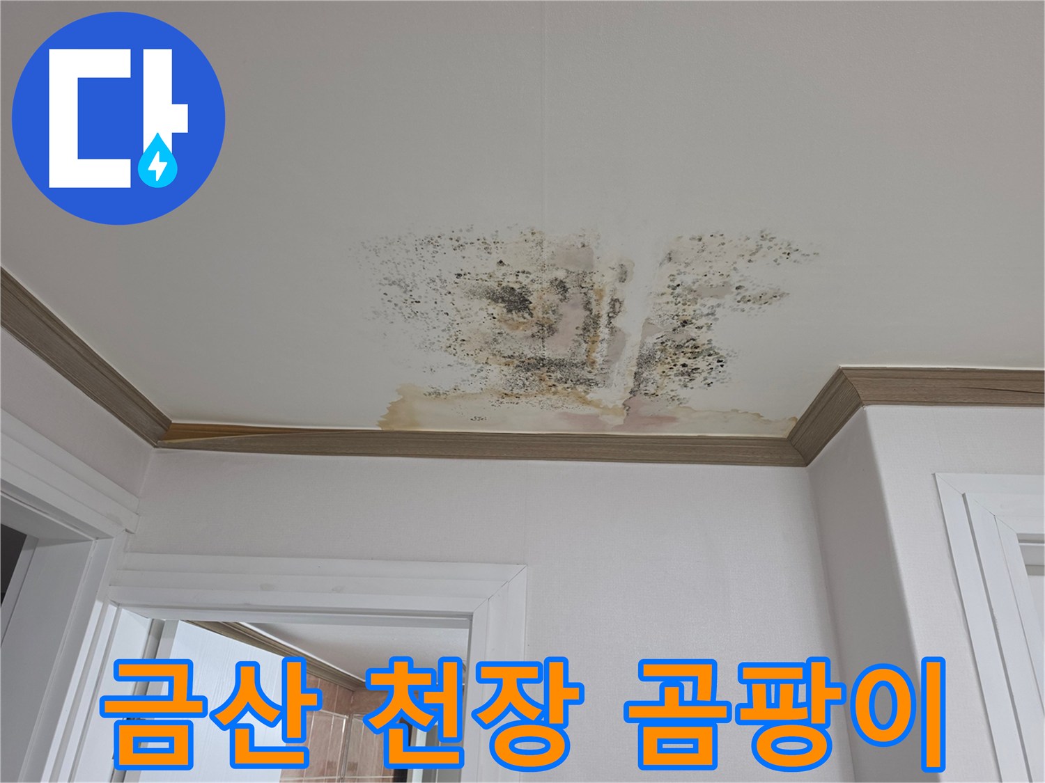 금산읍 아파트 천장에 발생한 넓은 범위의 물자국과 곰팡이 상태