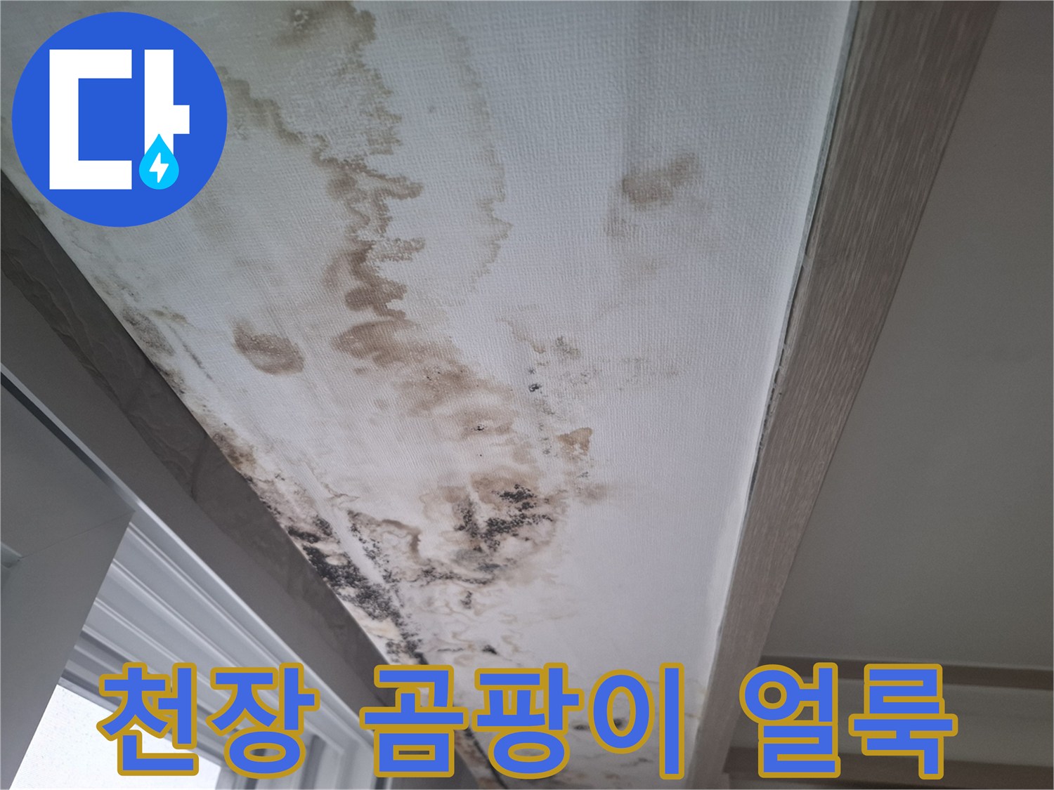심하게 오염된 거실 천장의 벽지 상태와 곰팡이 발생 부위입니다.