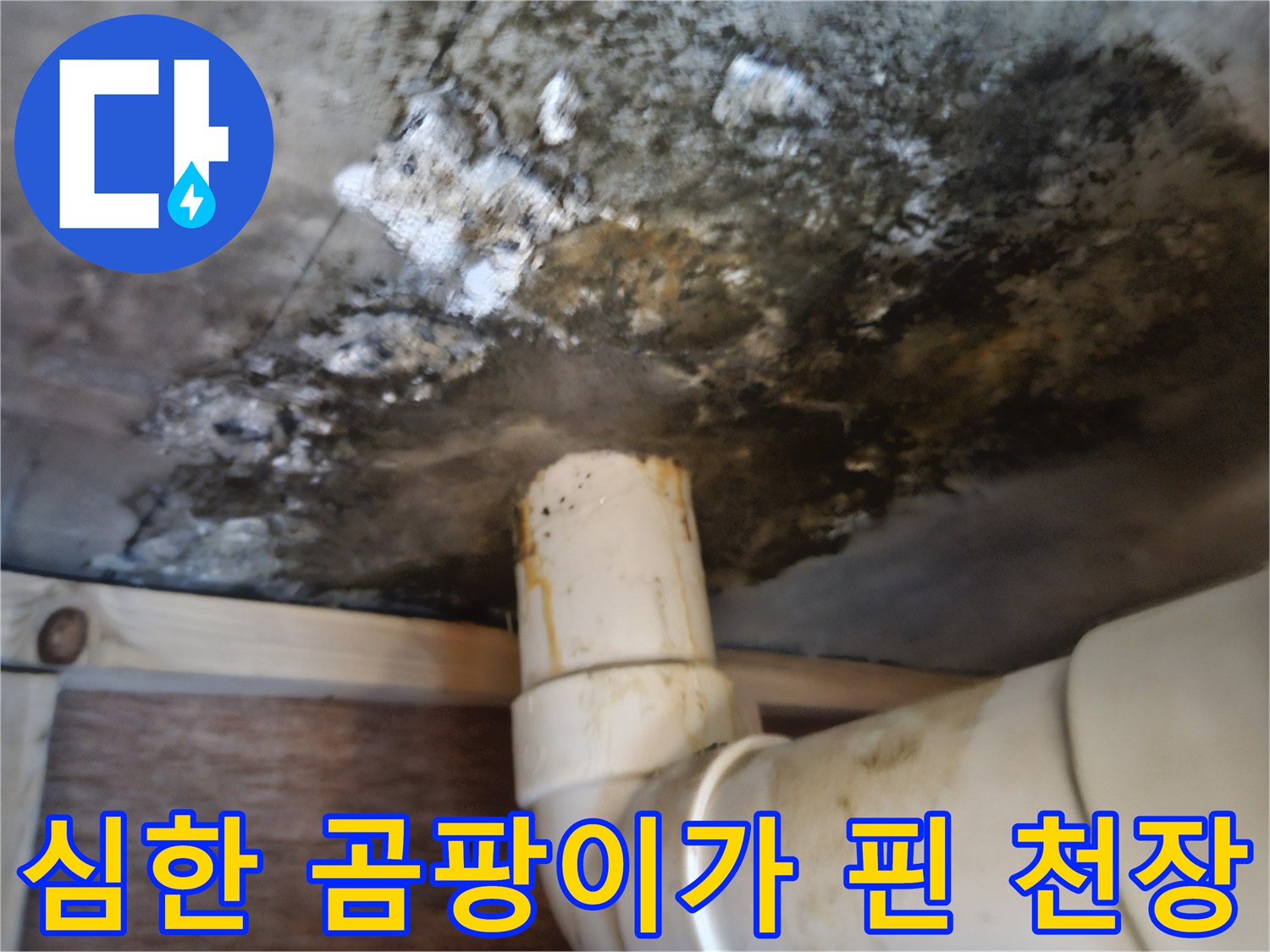 천장 마감재-및 배관 주변의-심각한 곰팡이 오염