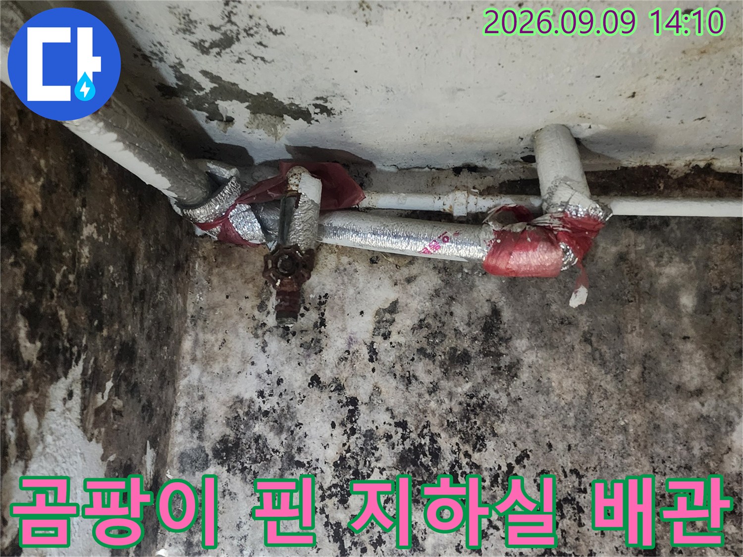 검은 곰팡이가 심하게 발생한 지하실 벽면과 배관