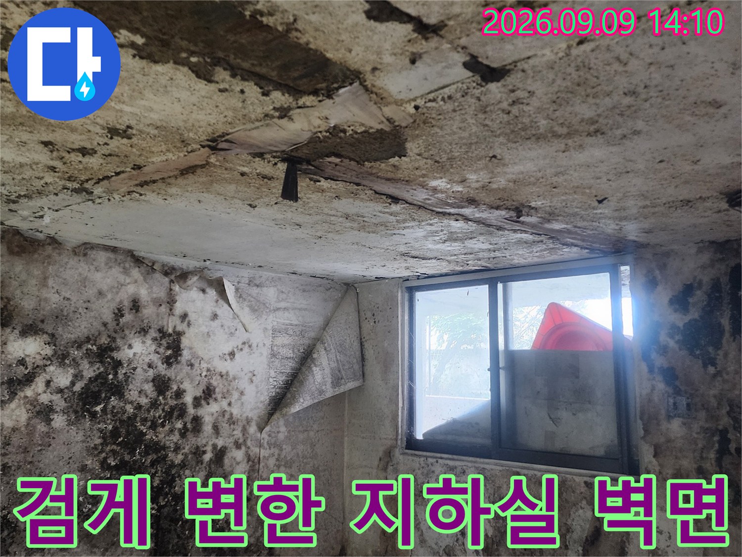 곰팡이가 심하게 번식하여 검은색 얼룩이 가득한 지하실 내부 벽면입니다.