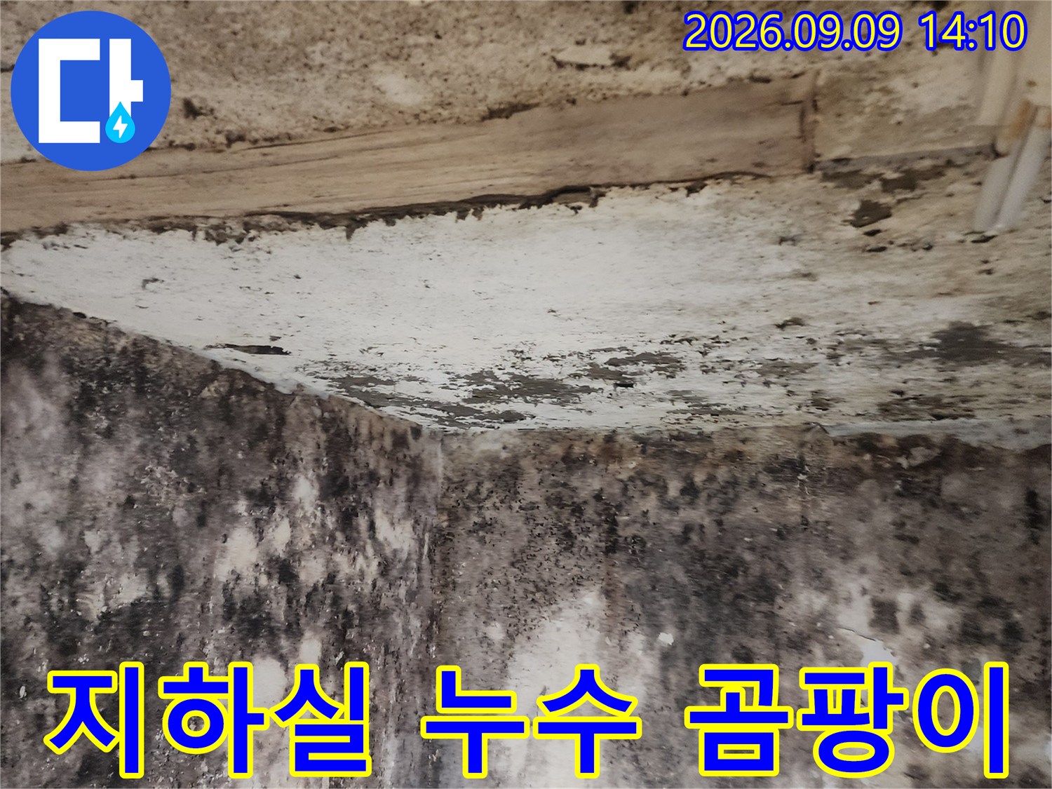 누수로 인해 검게 변색되고 곰팡이가 생긴 지하실 벽면