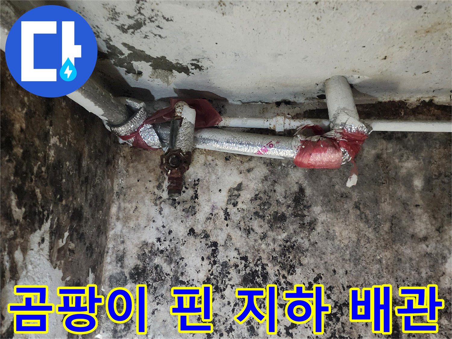 배관 주변에-광범위하게 퍼진 검은 곰팡이