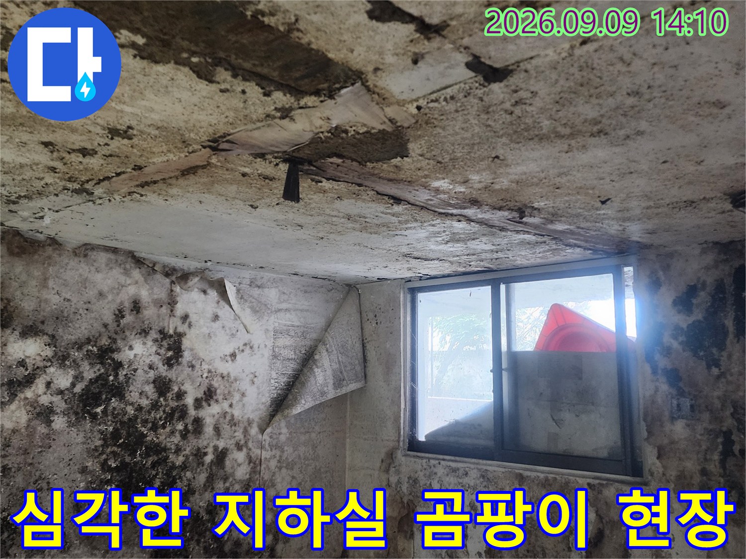 벽면 전체에 퍼진 곰팡이와 습한 지하실 내부 환경