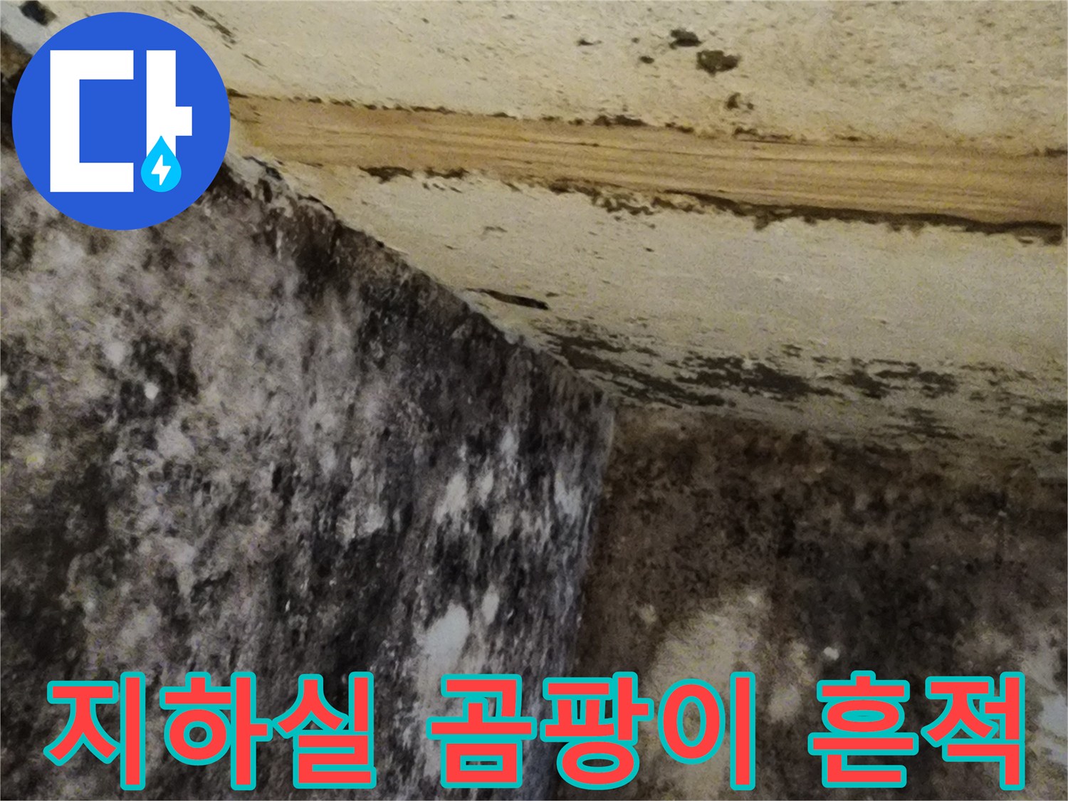서초구 염곡동-지하실 벽면과 바기닥의 곰팡이 상태