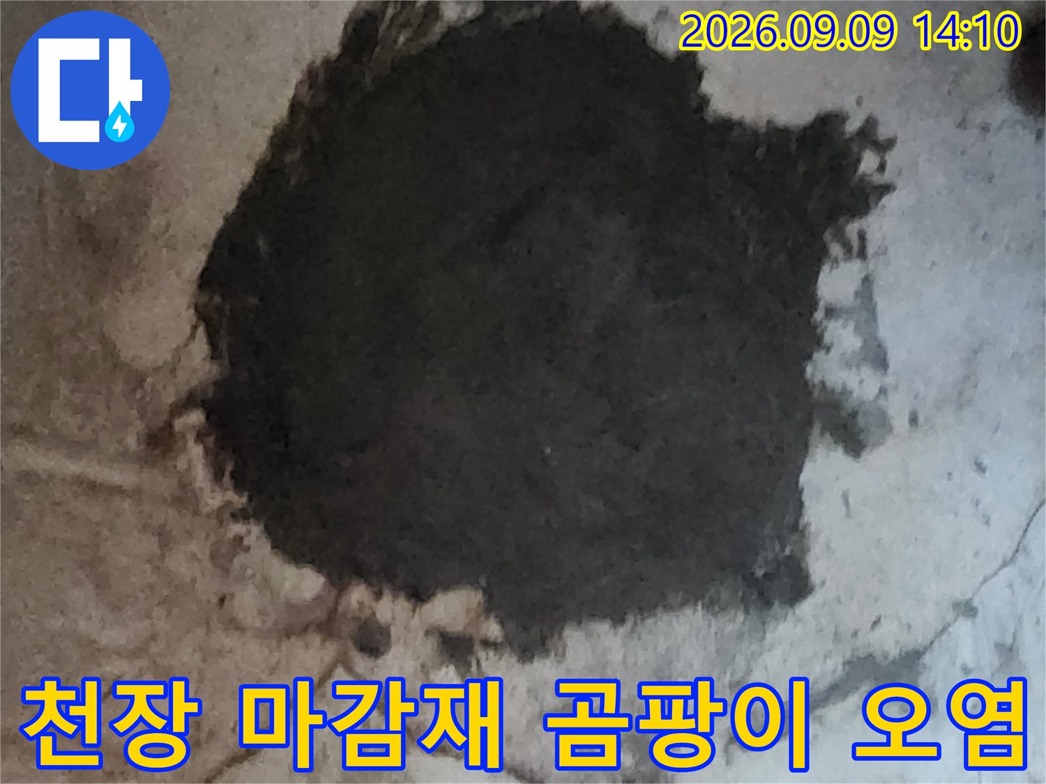 심하게 변색된 지하실 천장의 곰팡이와 균열 부위