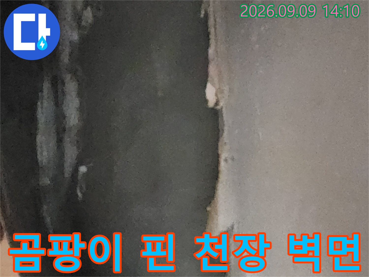 심한 곰팡이와 함께 습기로 부식된 지하실 천장 내부 모습